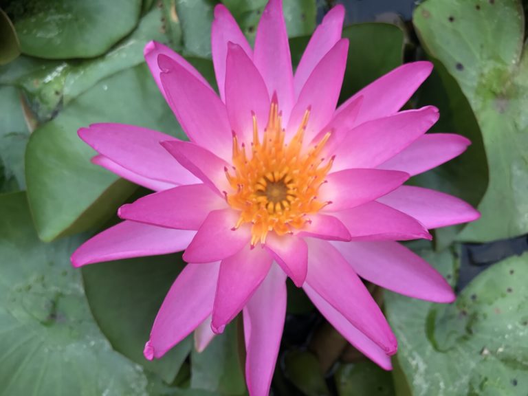 Nymphaea ‘ Tropic Star’ – Watergarden.org