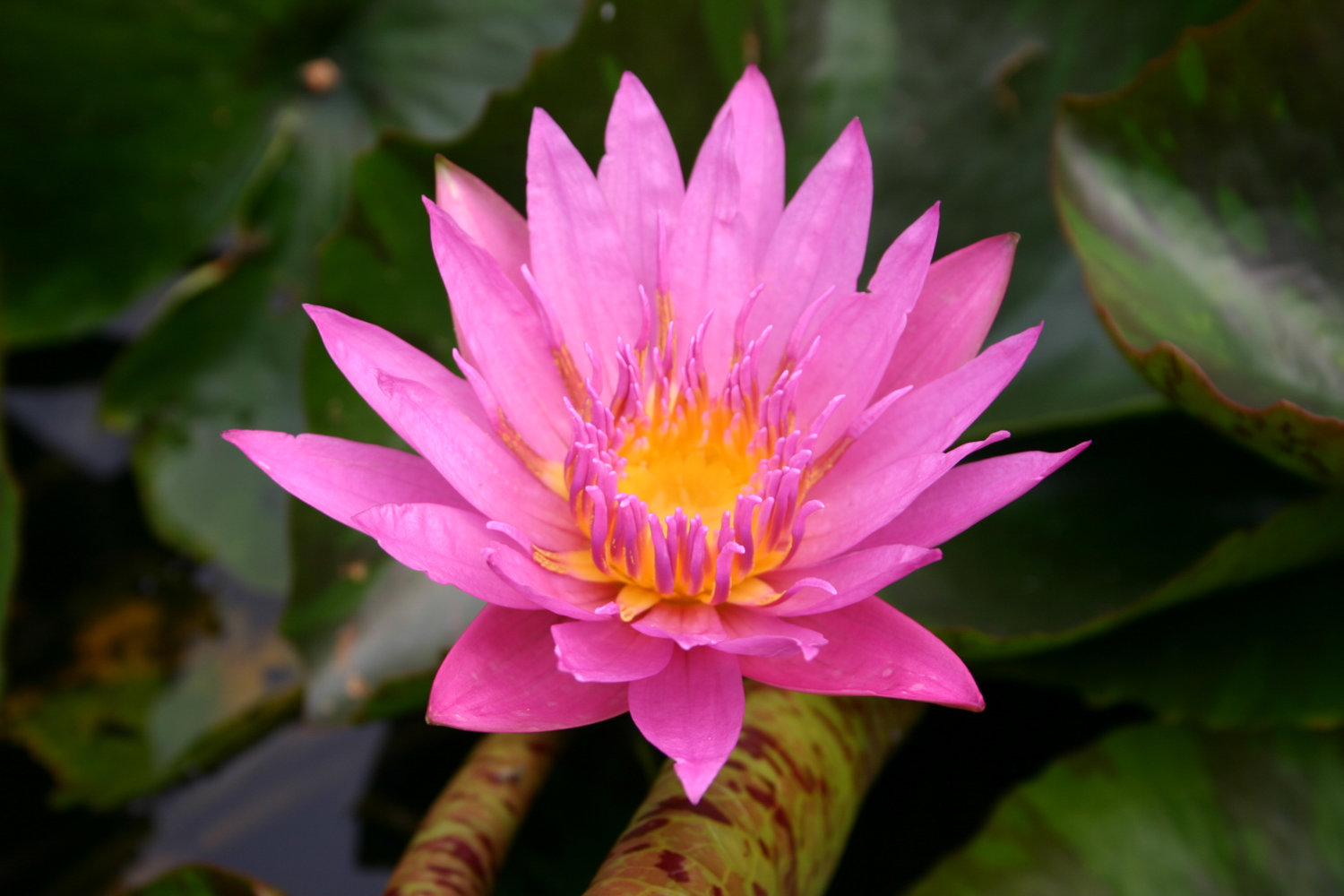 Nymphaea ‘Queen of Siam’ – Watergarden.org