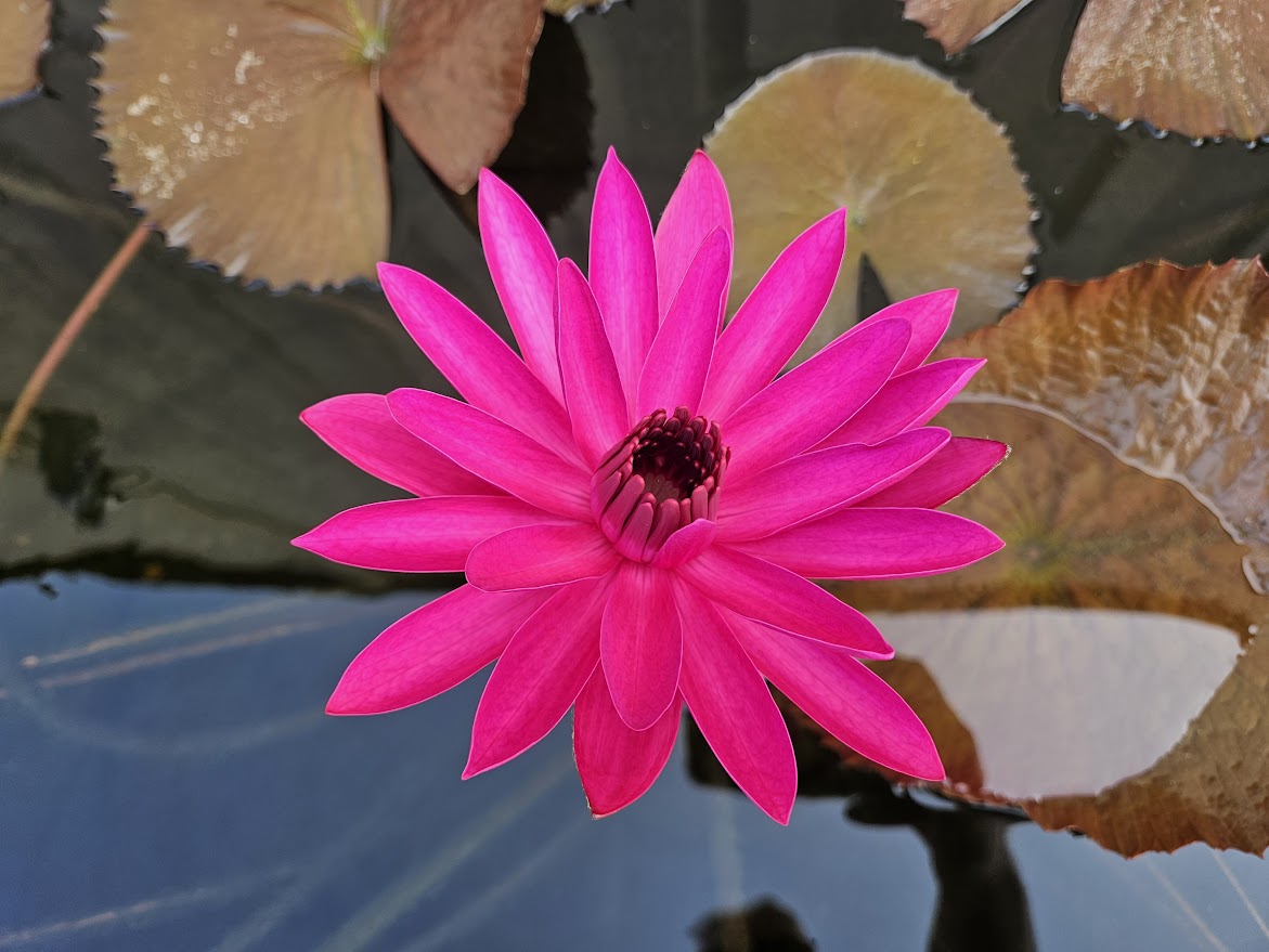 Nymphaea ‘Red Flare’ – Watergarden.org